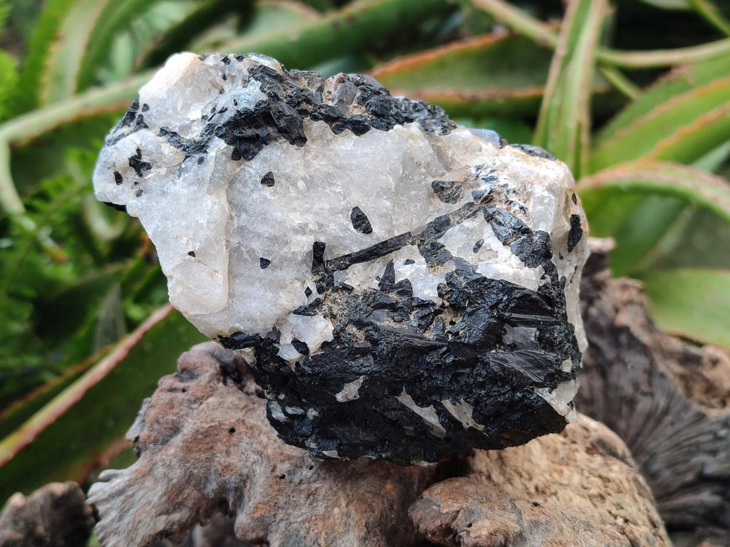Natural Black Tourmaline in Quartz x 3 From Zimbabwe - Toprock Gemstones and Minerals 