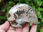 Polished Cleoniceras Ammonite Fossils x 5 From Tulear, Madagascar
