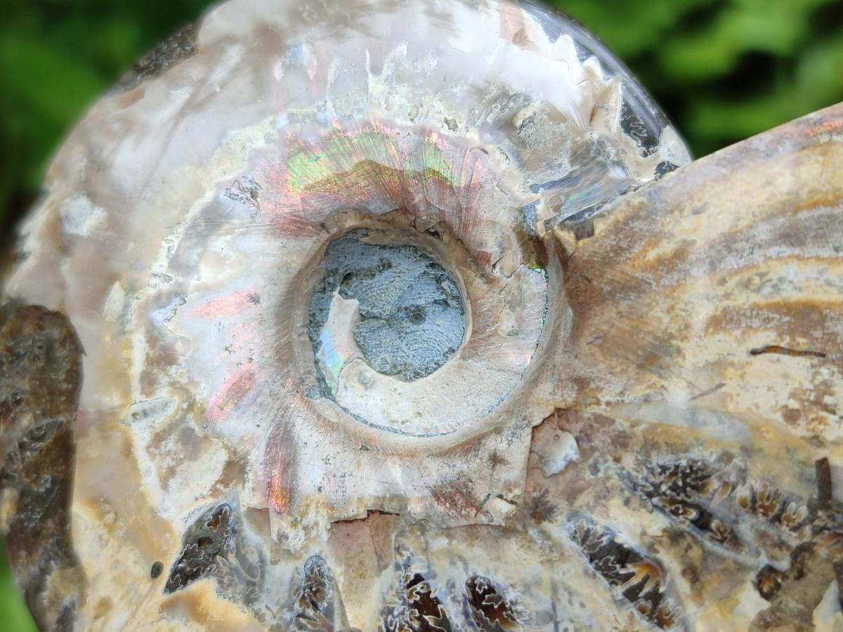 Polished Cleoniceras Ammonite Fossils x 5 From Tulear, Madagascar