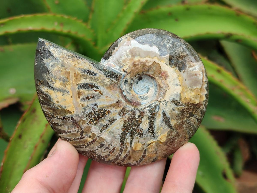 Polished Cleoniceras Ammonite Fossils x 5 From Tulear, Madagascar