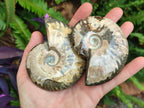 Polished Cleoniceras Ammonite Fossils x 5 From Tulear, Madagascar