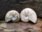 Polished Cleoniceras Ammonite Fossils x 5 From Tulear, Madagascar