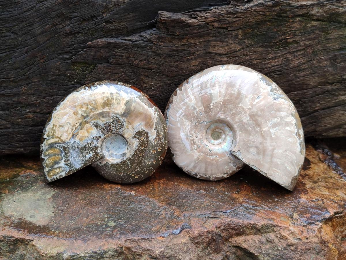 Polished Cleoniceras Ammonite Fossils x 5 From Tulear, Madagascar