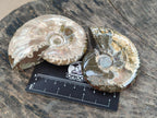 Polished Cleoniceras Ammonite Fossils x 5 From Tulear, Madagascar