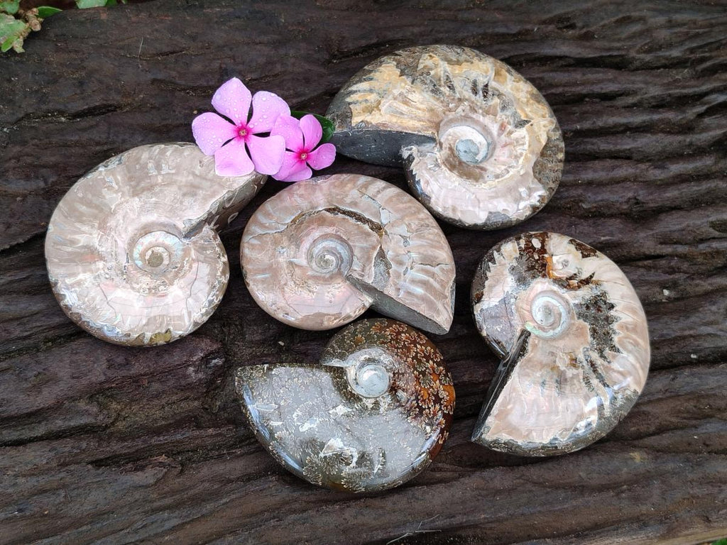 Polished Cleoniceras Ammonite Fossils x 5 From Tulear, Madagascar