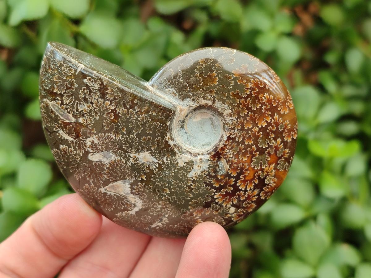 Polished Cleoniceras Ammonite Fossils x 5 From Tulear, Madagascar
