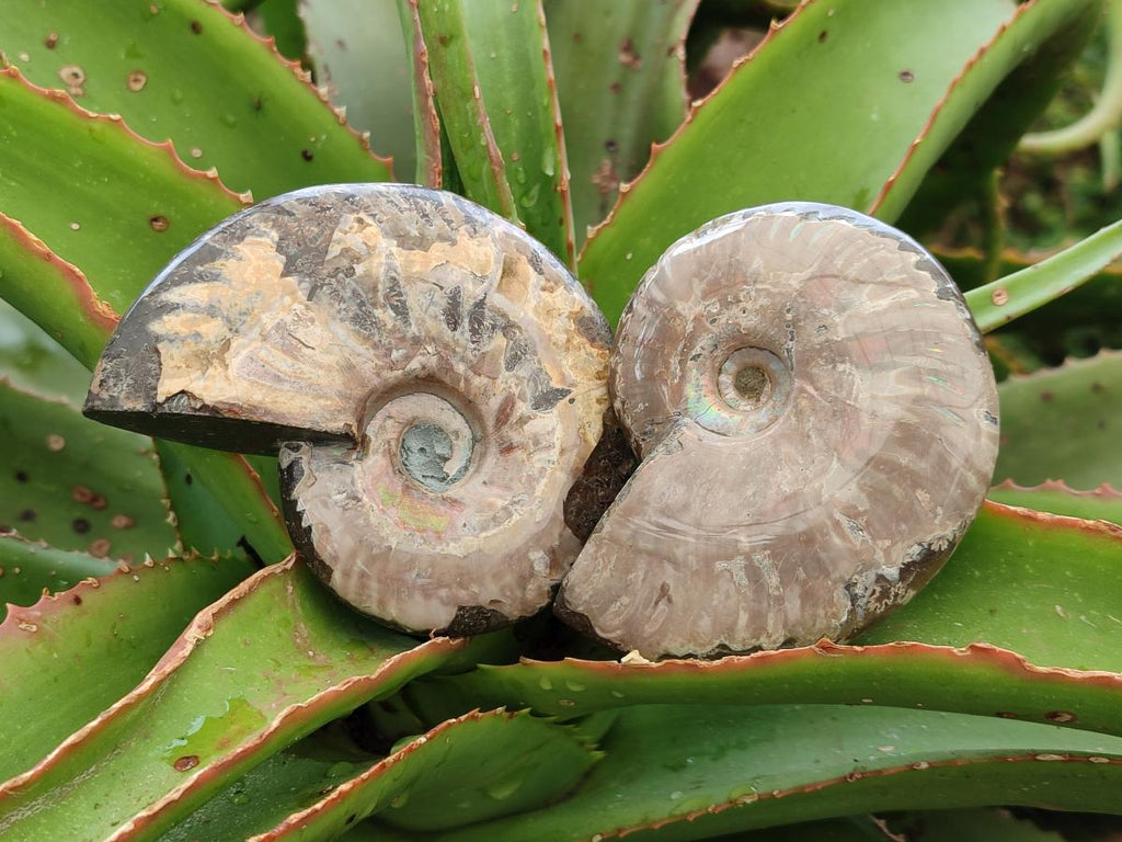 Polished Cleoniceras Ammonite Fossils x 5 From Tulear, Madagascar