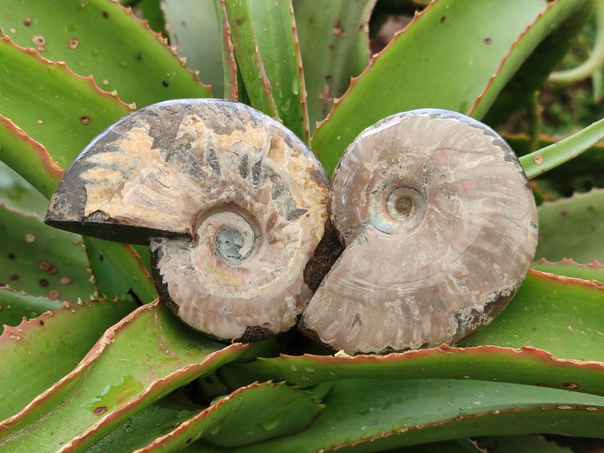 Polished Cleoniceras Ammonite Fossils x 5 From Tulear, Madagascar