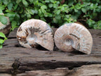 Polished Cleoniceras Ammonite Fossils x 5 From Tulear, Madagascar