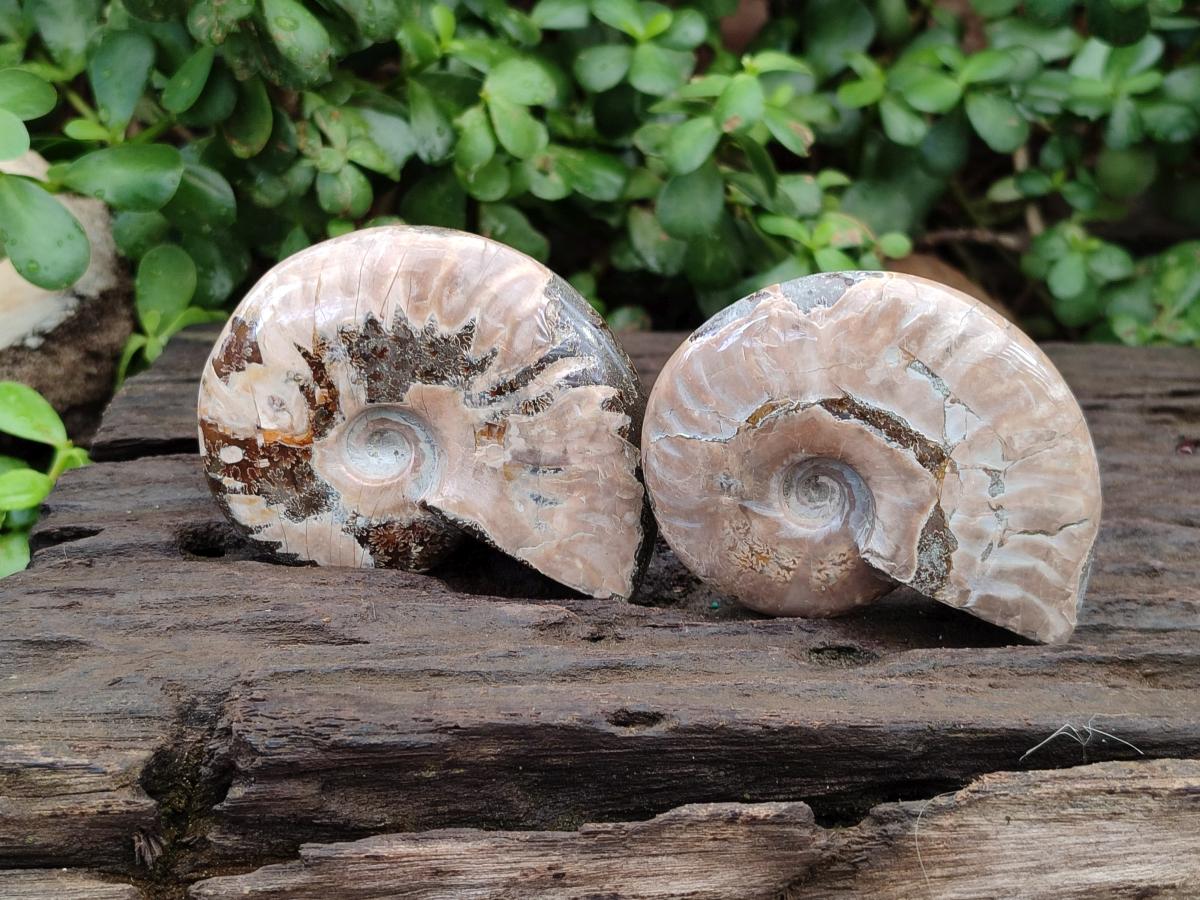 Polished Cleoniceras Ammonite Fossils x 5 From Tulear, Madagascar