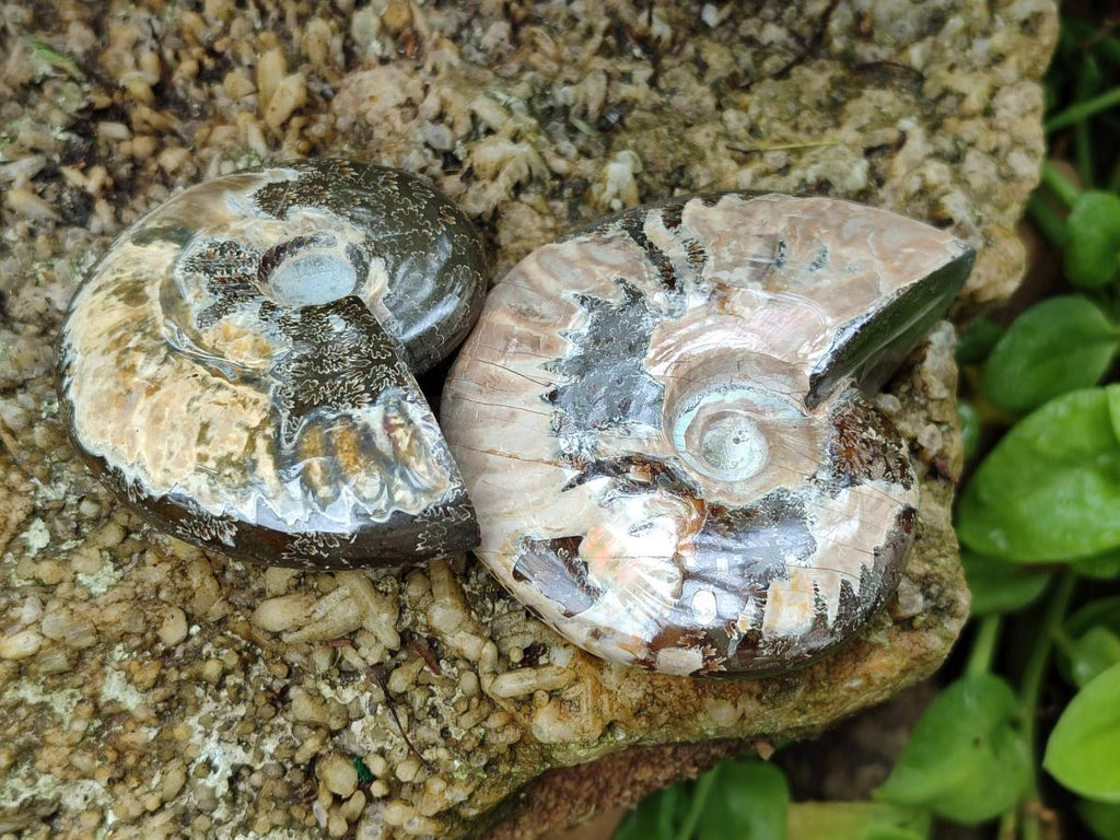 Polished Cleoniceras Ammonite Fossils x 5 From Tulear, Madagascar