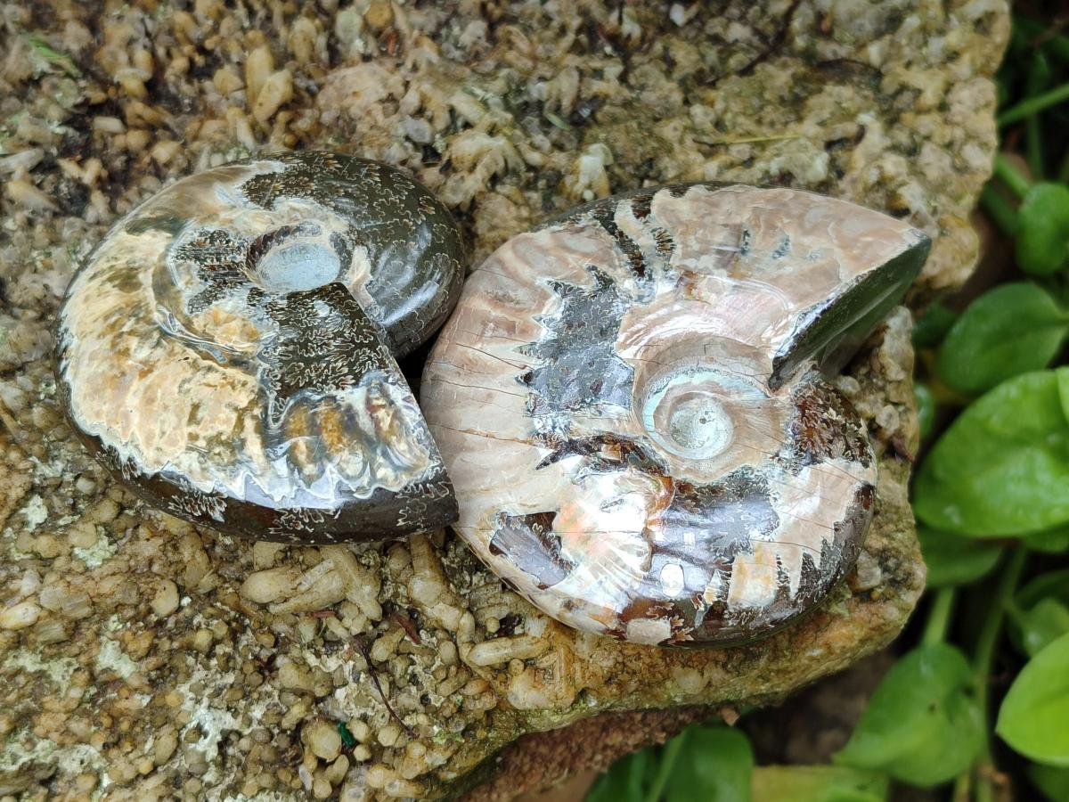 Polished Cleoniceras Ammonite Fossils x 5 From Tulear, Madagascar