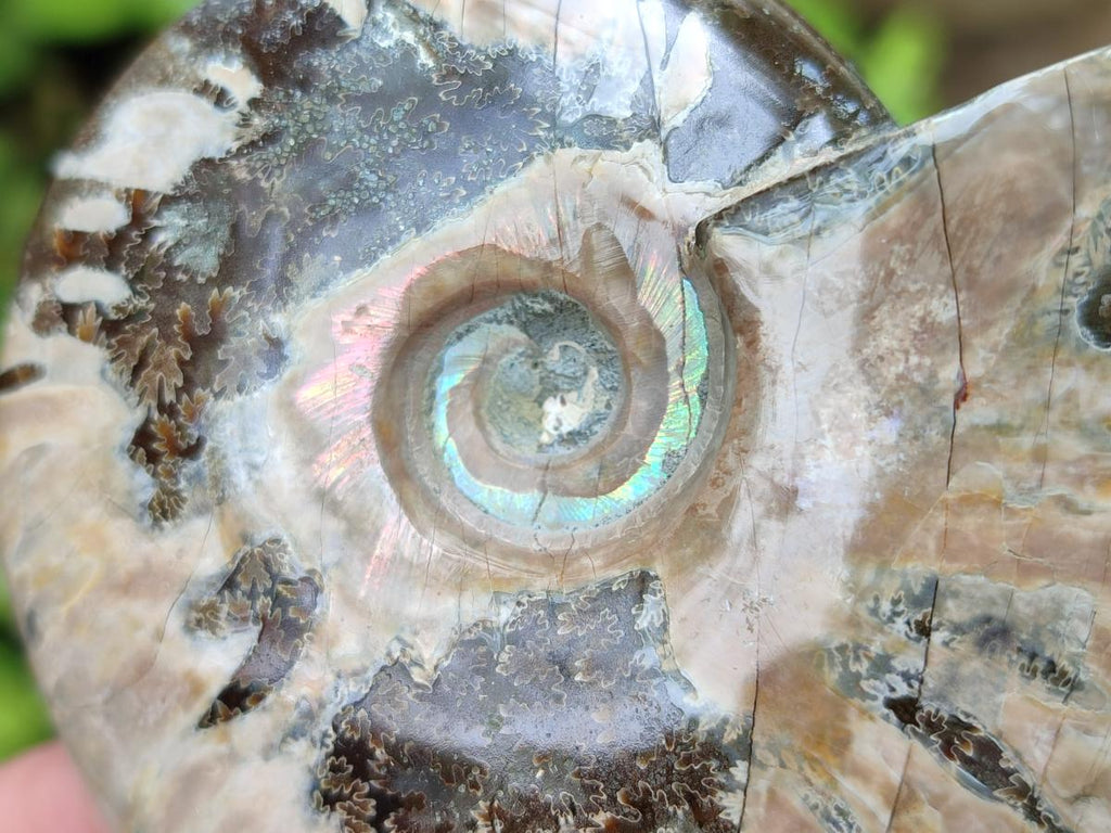 Polished Cleoniceras Ammonite Fossils x 5 From Tulear, Madagascar