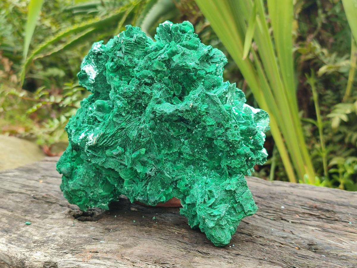 Natural Large Rare Malachite Pseudomorph Specimen x 1 From Kolwezi, Congo