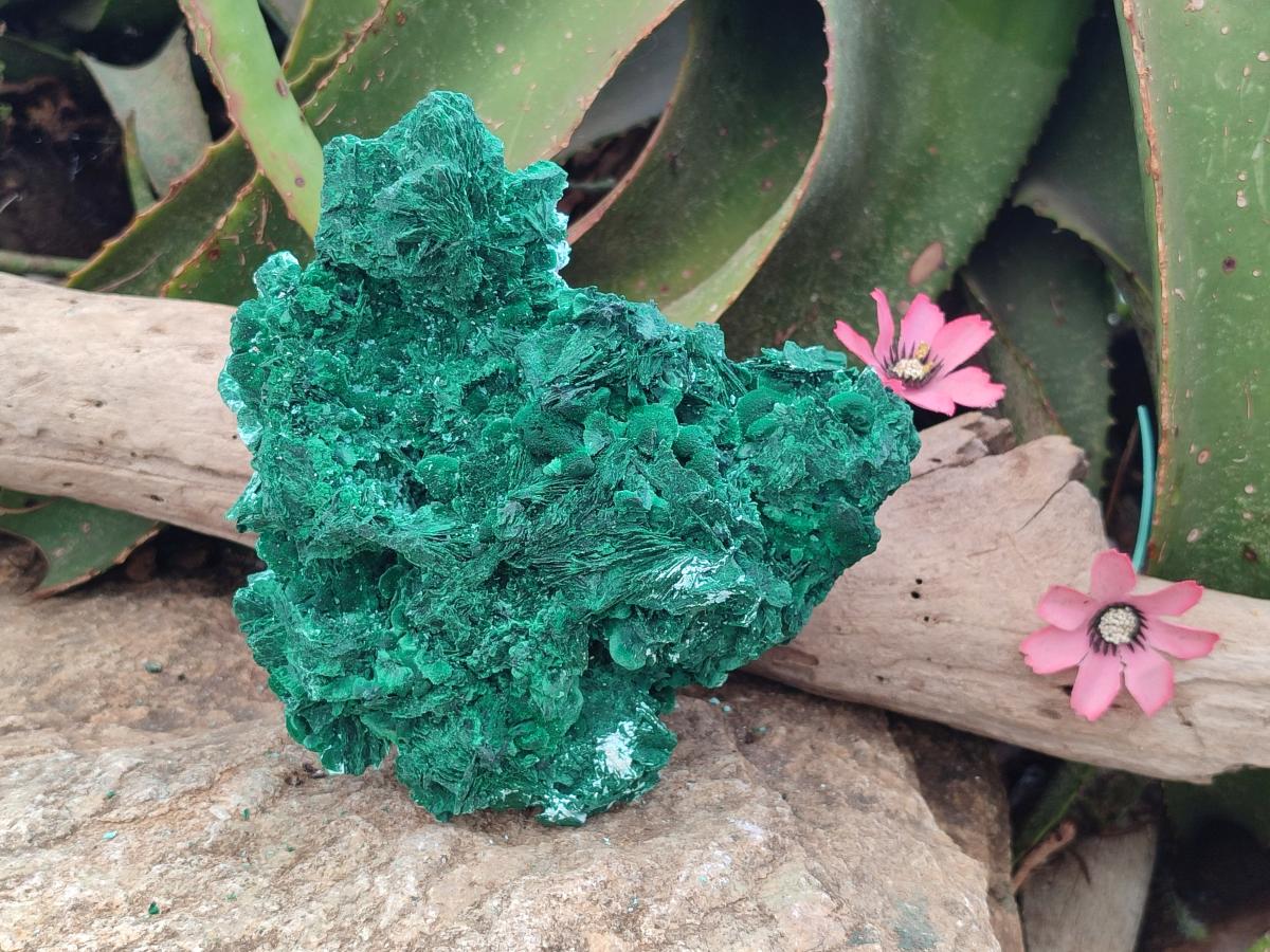 Natural Large Rare Malachite Pseudomorph Specimen x 1 From Kolwezi, Congo