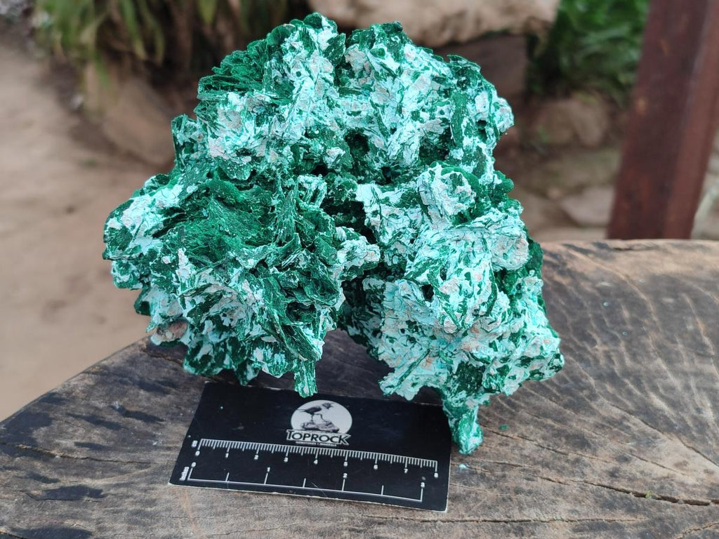 Natural Large Rare Malachite Pseudomorph Specimen x 1 From Kolwezi, Congo