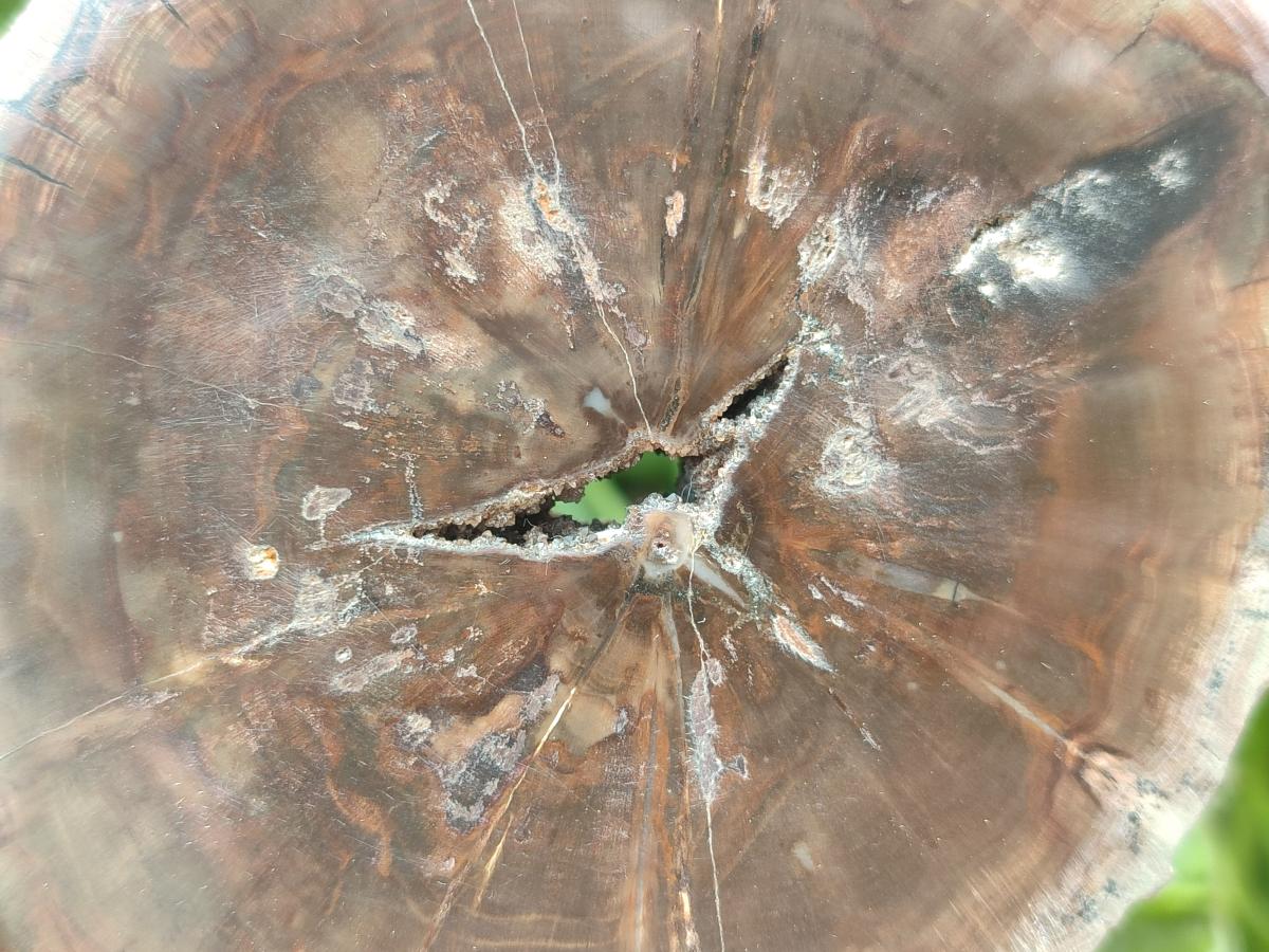 Polished Dadoxylon Petrified Wood Slices x 6 From Gokwe, Zimbabwe