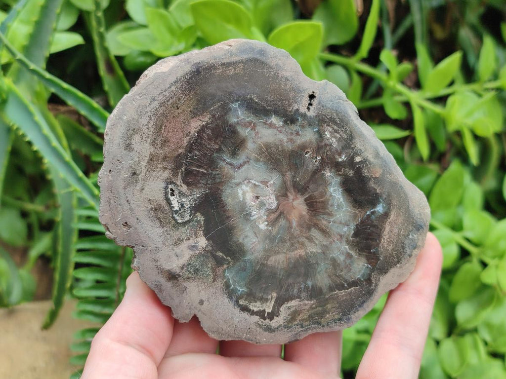 Polished Dadoxylon Petrified Wood Slices x 6 From Gokwe, Zimbabwe