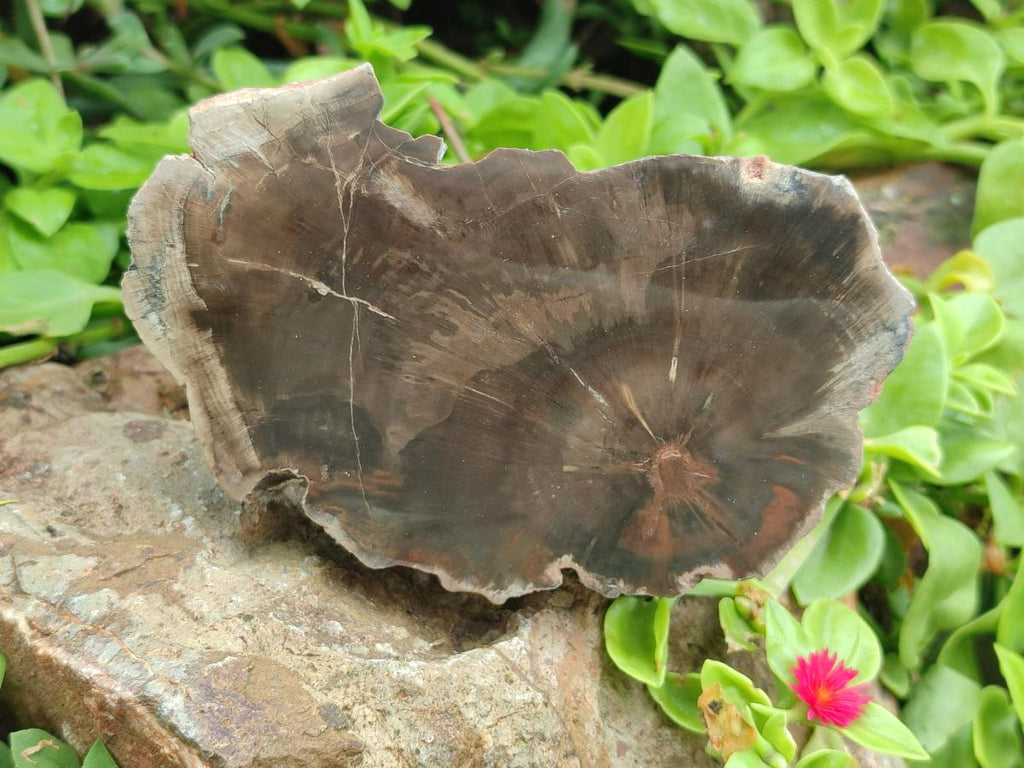 Polished Dadoxylon Petrified Wood Slices x 6 From Gokwe, Zimbabwe