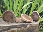Polished Dadoxylon Petrified Wood Slices x 6 From Gokwe, Zimbabwe