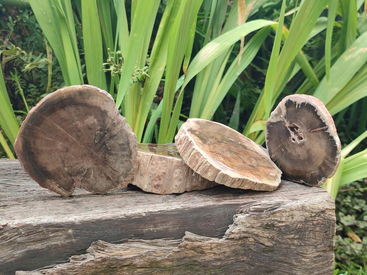 Polished Dadoxylon Petrified Wood Slices x 6 From Gokwe, Zimbabwe