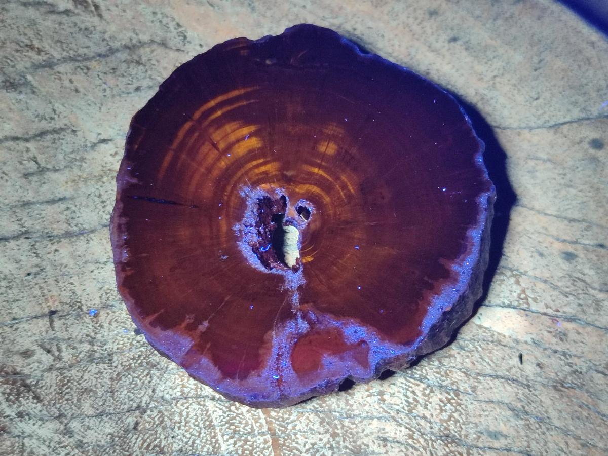 Polished Dadoxylon Petrified Wood Slices x 6 From Gokwe, Zimbabwe