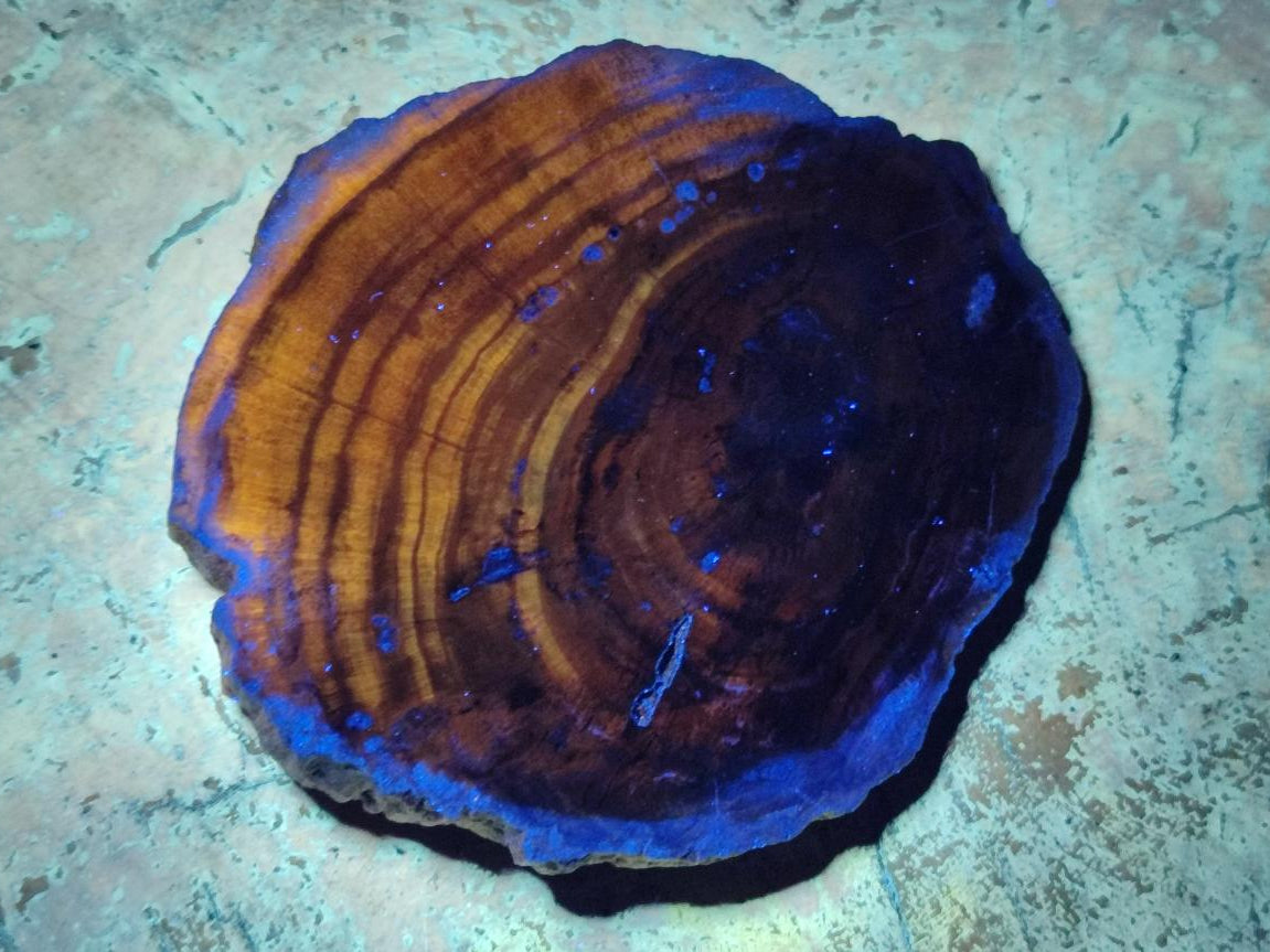 Polished Dadoxylon Petrified Wood Slices x 6 From Gokwe, Zimbabwe