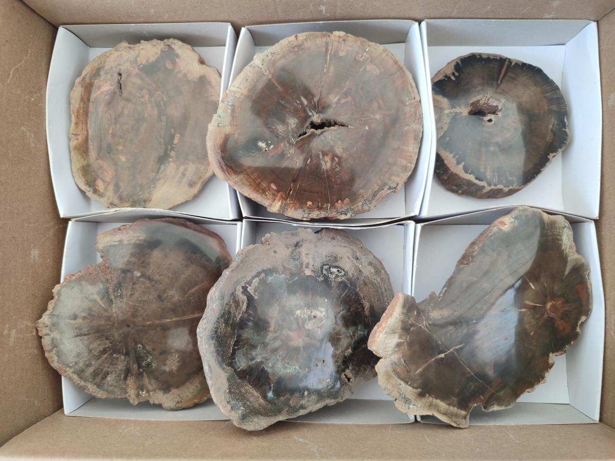 Polished Dadoxylon Petrified Wood Slices x 6 From Gokwe, Zimbabwe