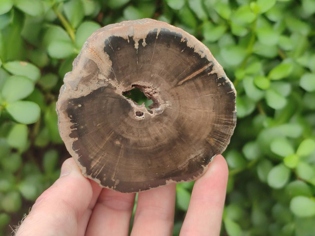 Polished Dadoxylon Petrified Wood Slices x 6 From Gokwe, Zimbabwe