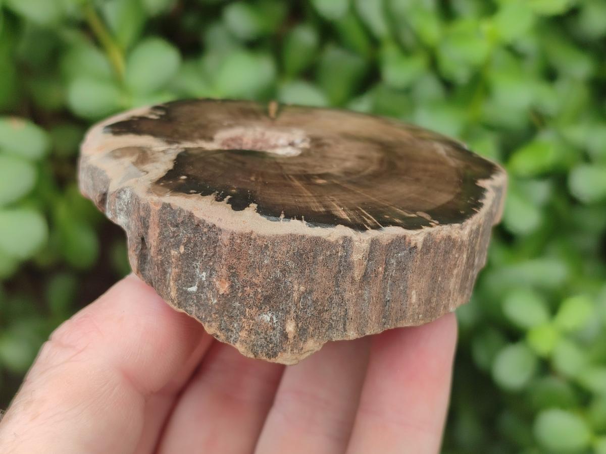 Polished Dadoxylon Petrified Wood Slices x 6 From Gokwe, Zimbabwe
