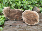 Polished Dadoxylon Petrified Wood Slices x 6 From Gokwe, Zimbabwe