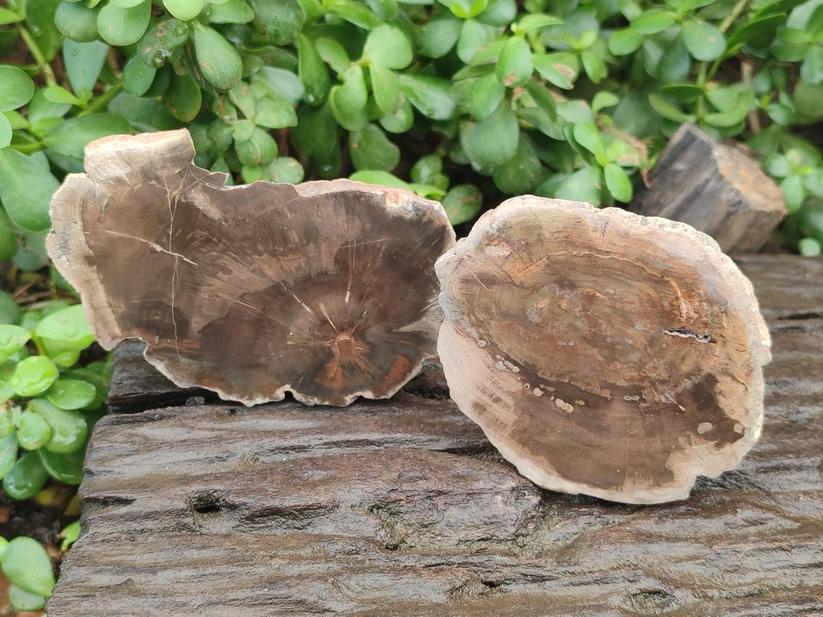 Polished Dadoxylon Petrified Wood Slices x 6 From Gokwe, Zimbabwe