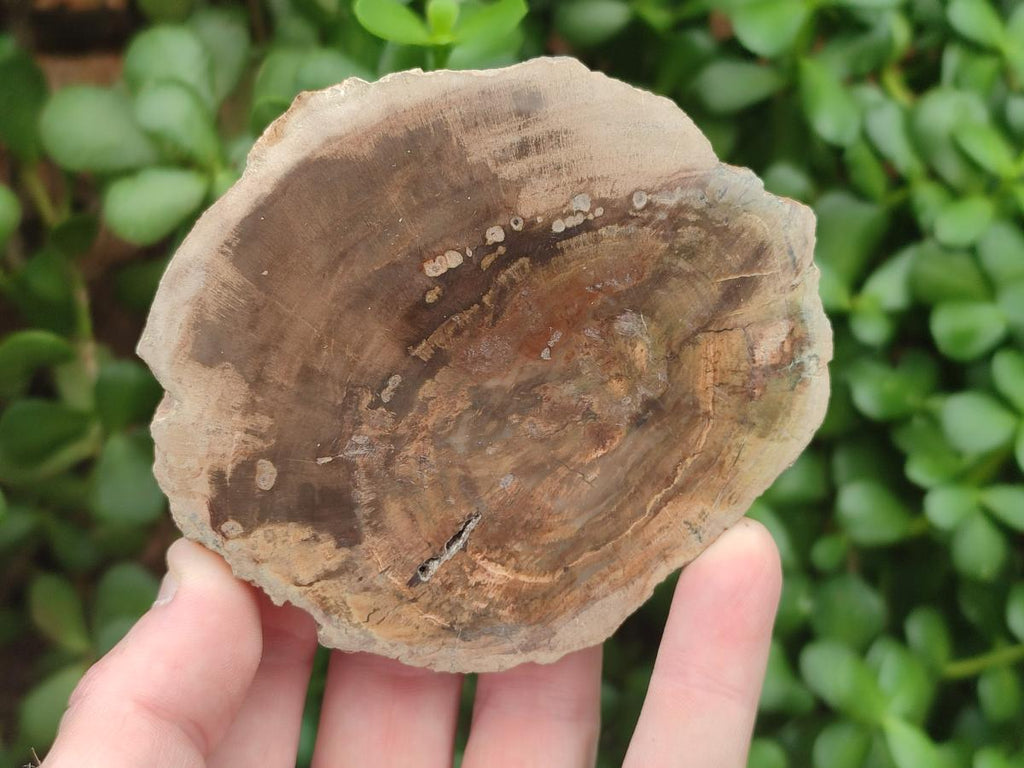 Polished Dadoxylon Petrified Wood Slices x 6 From Gokwe, Zimbabwe