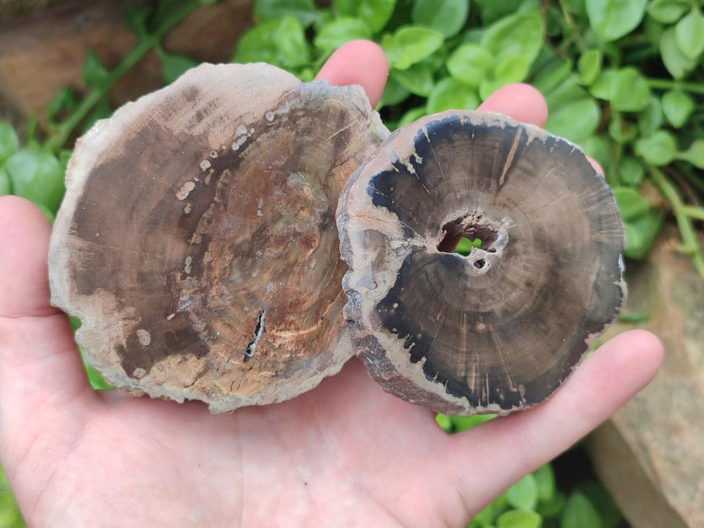 Polished Dadoxylon Petrified Wood Slices x 6 From Gokwe, Zimbabwe