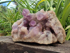 Natural XL Jacaranda Amethyst Crystal Cluster x 1 From Mumbwa, Zambia