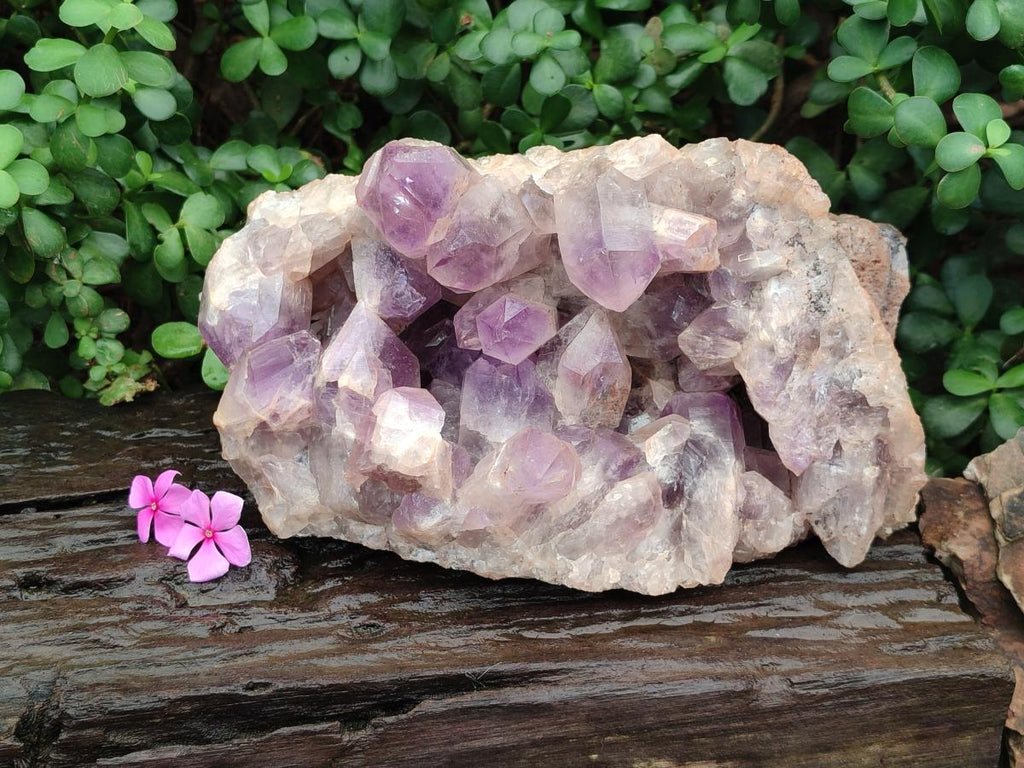 Natural XL Jacaranda Amethyst Crystal Cluster x 1 From Mumbwa, Zambia