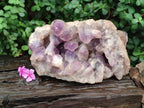 Natural XL Jacaranda Amethyst Crystal Cluster x 1 From Mumbwa, Zambia
