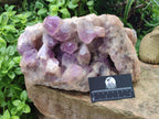 Natural XL Jacaranda Amethyst Crystal Cluster x 1 From Mumbwa, Zambia
