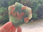 Polished One Side Mtorolite Chrysoprase Slices x 37 From Mutorashanga, Zimbabwe - Toprock Gemstones and Minerals 