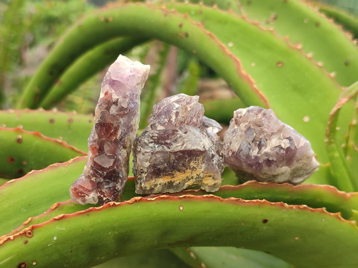 Natural Rare Amethyst Asylum Quartz Clusters x 35 From Luena, Congo