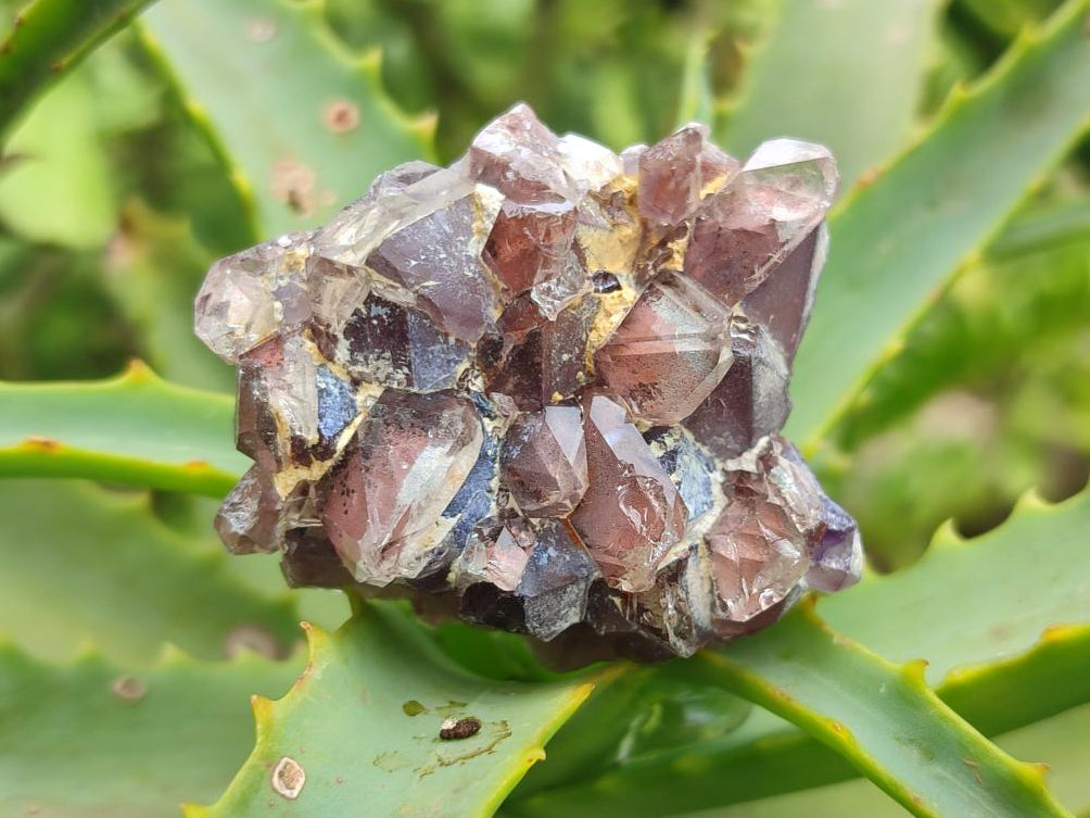 Natural Rare Amethyst Asylum Quartz Clusters x 35 From Luena, Congo