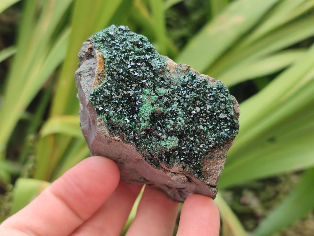 Natural Libethenite Crystals on Dolomite Matrix Specimens x 6 From Shituru, Congo