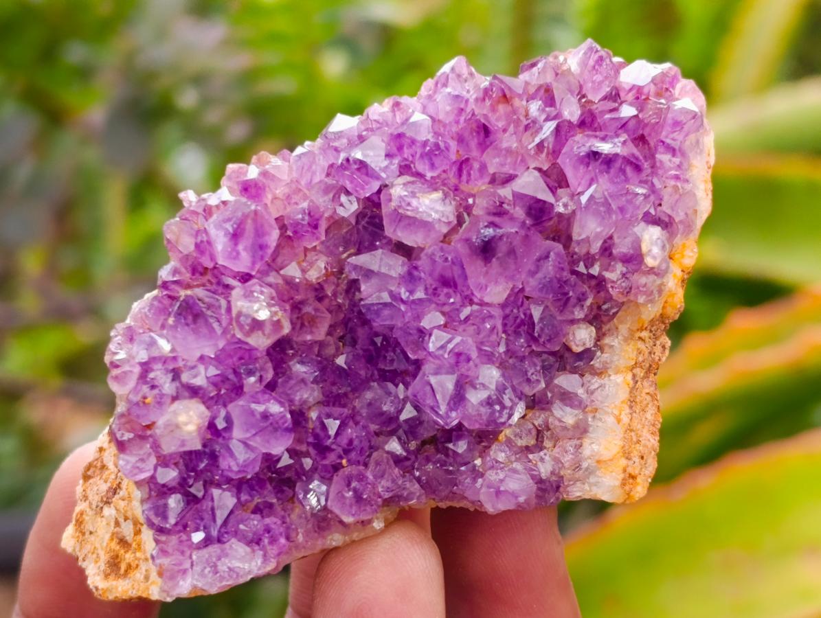 Natural Dark Amethyst Spirit Cluster Plates x 24 From Boekenhouthoek, South Africa
