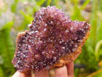 Natural Dark Amethyst Spirit Cluster Plates x 24 From Boekenhouthoek, South Africa