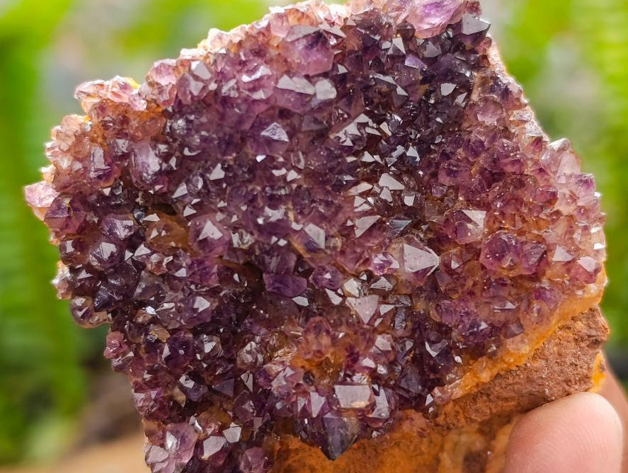 Natural Dark Amethyst Spirit Cluster Plates x 24 From Boekenhouthoek, South Africa