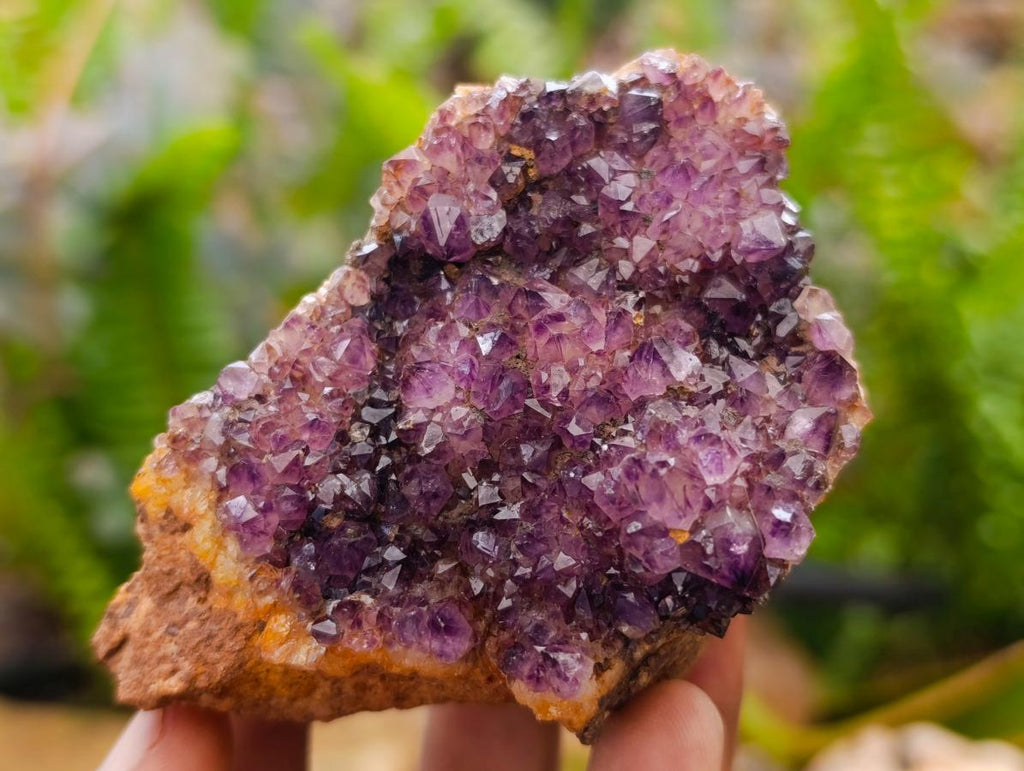 Natural Dark Amethyst Spirit Cluster Plates x 24 From Boekenhouthoek, South Africa