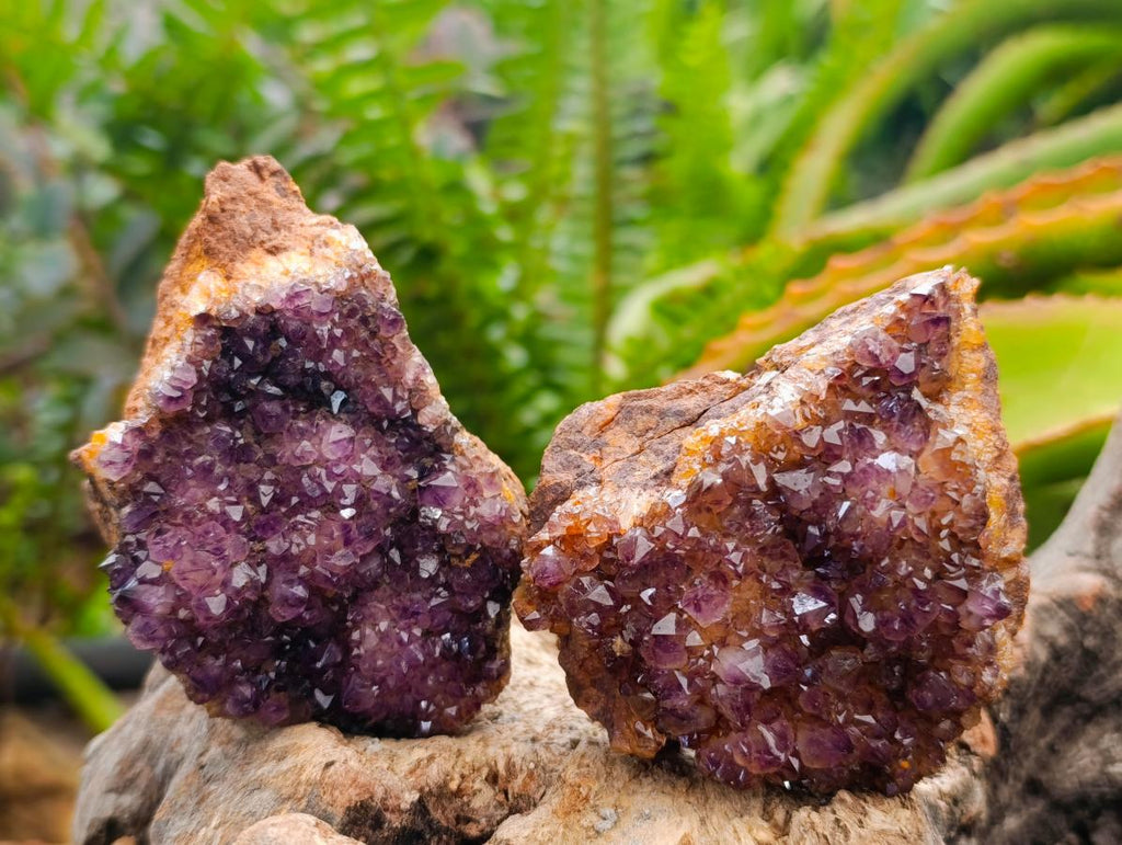 Natural Dark Amethyst Spirit Cluster Plates x 24 From Boekenhouthoek, South Africa