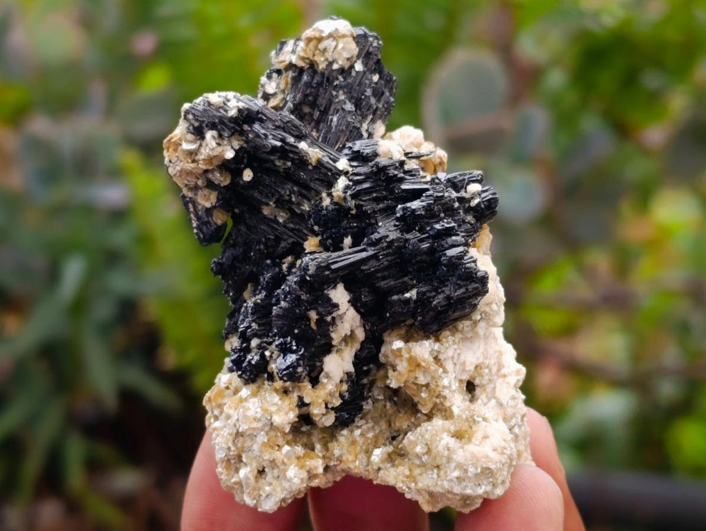 Natural Schorl Black Tourmaline with Vermiculite x 35 From Erongo, Namibia