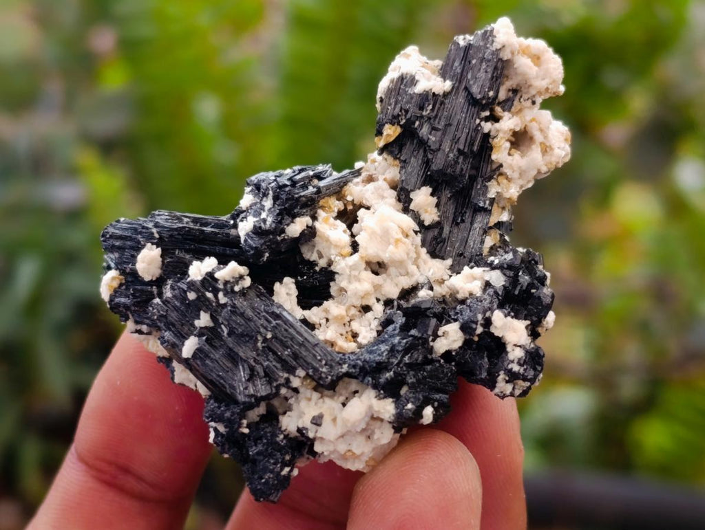 Natural Schorl Black Tourmaline with Vermiculite x 35 From Erongo, Namibia