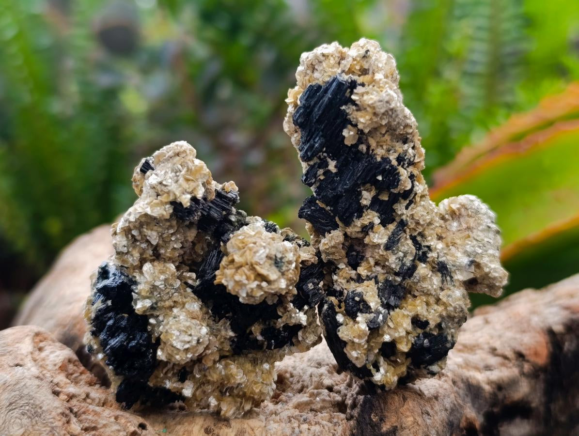 Natural Schorl Black Tourmaline with Vermiculite x 35 From Erongo, Namibia